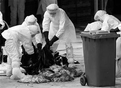 21日,港府渔农自然护理署人员在屠宰家禽.迪文 摄